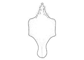   Anthidium labergei  male, diagram showing ventral view of eighth sternum (S8), diagram from Gonzalez and Griswold 2013 
